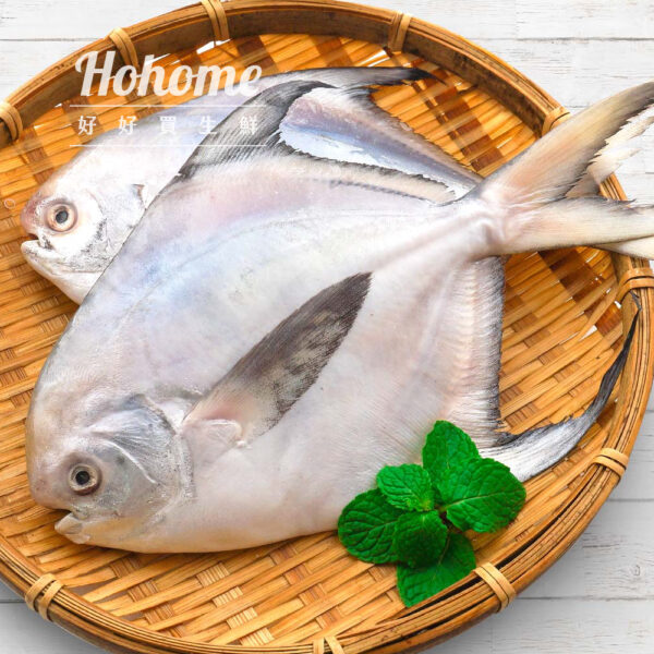 魚類_工作區域 1 複本 90 印度大白鯧(500/600g)